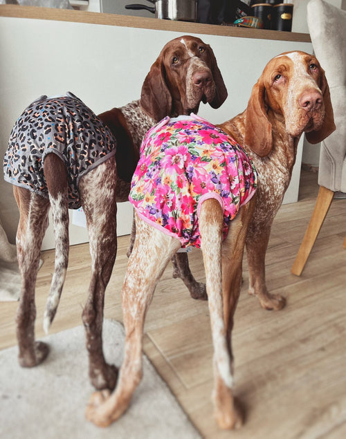 'Steel Leopard' - Dog Season Hygiene Panties