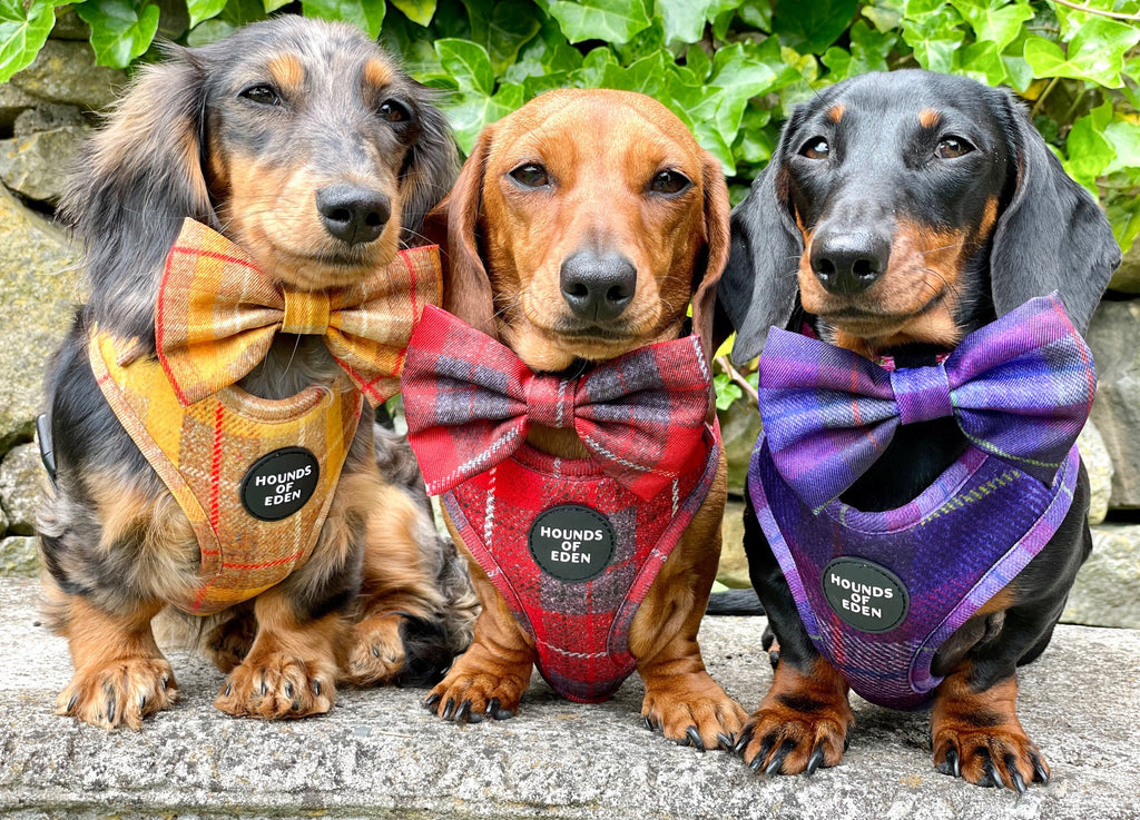 'Sammi' - Red & Grey Check Dog Harness