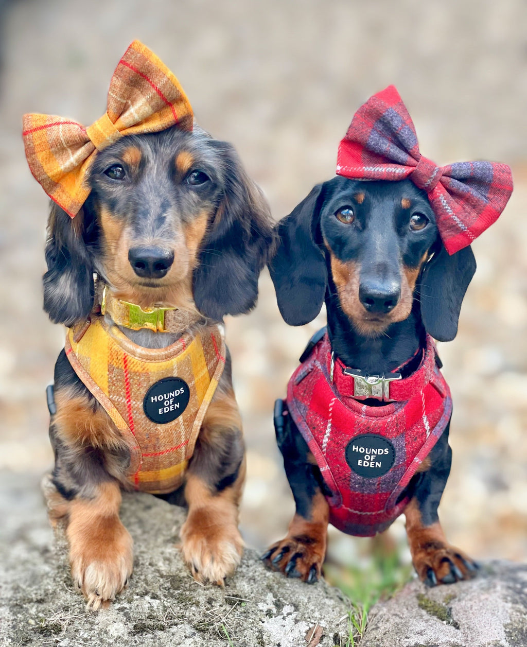 'Sammi' - Red & Grey Check Dog Harness