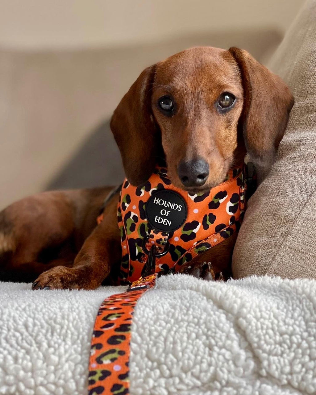Burnt Orange Leopard Design Dog Harness