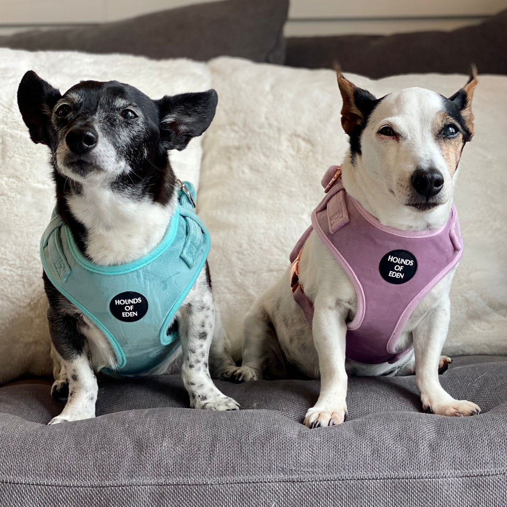 Lilac Dreams - Lilac Velvet Dog Harness with Rose Gold Metal Hardware