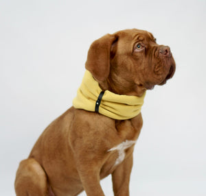 confident dog in a bold gold neck warmer with a secure leather belt
