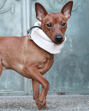 bold white sand inko neck warmer on a dog with a confident look
