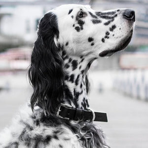 bold black italian leather dog collar with gleaming metal hardware on a dark background
