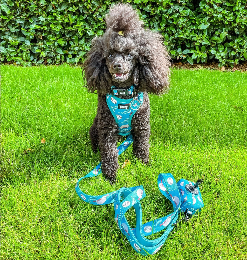 XXS Puppy Harness for Tiny Breeds