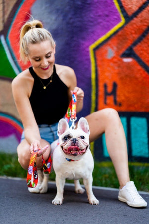 soft red graffiti dog leash with secure carabiner in warm morning light