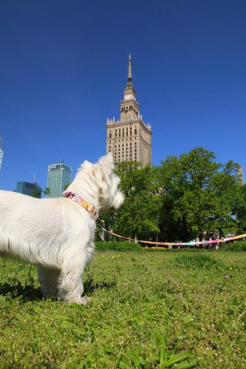 elegant pet travel leash with refined eiffel tower pattern, held against a soft-focus parisian backdrop