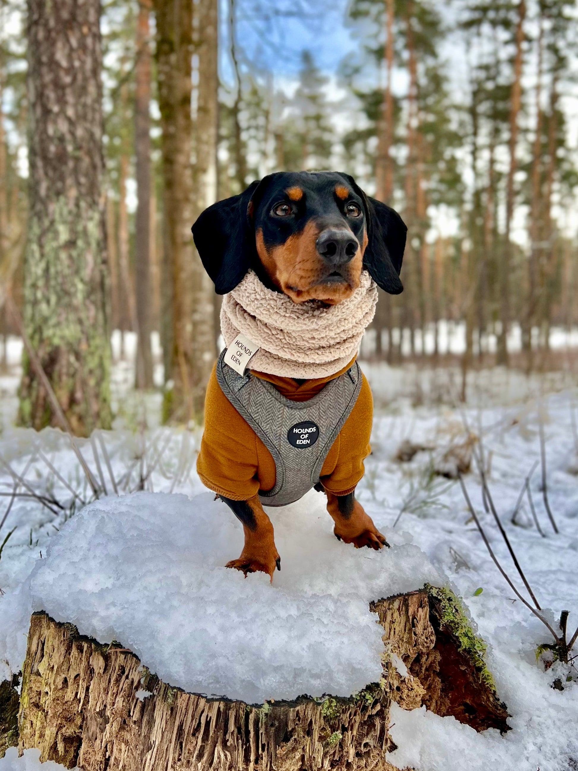 Dog Hoodie - Grey