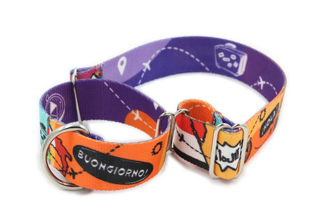 playful dog in a martingale travel collar on a sunny adventure walk
