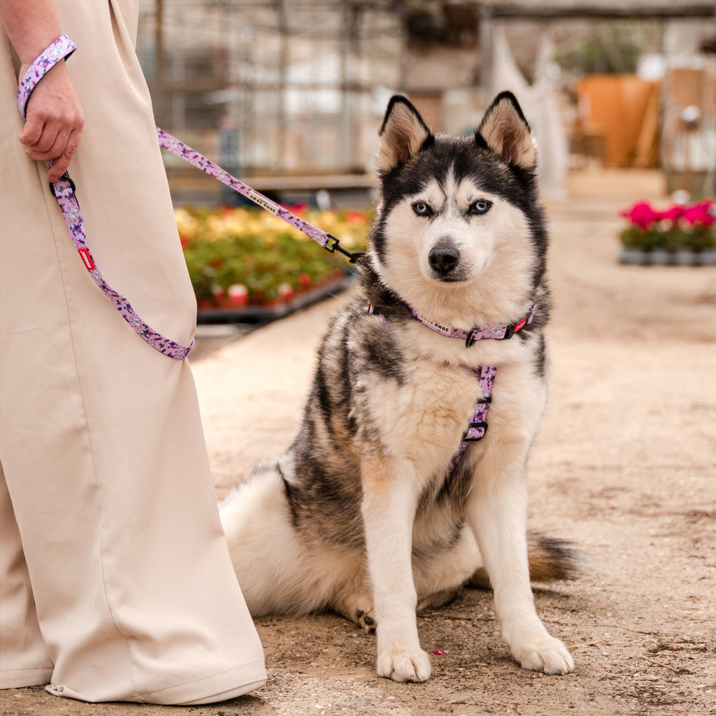 Moomins Pink Champagne Dog Lead by Soho Poms