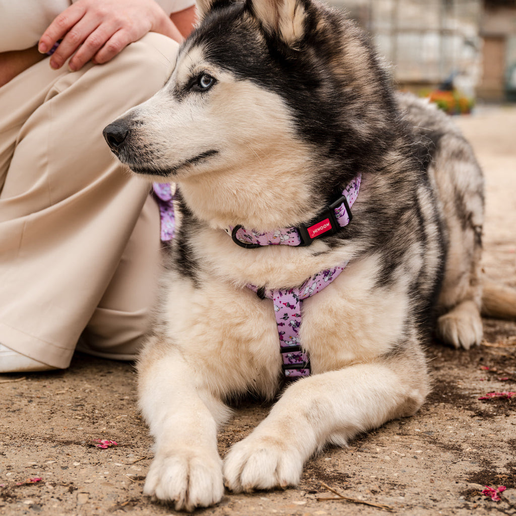 Moomins Pink Champagne Dogs Padded Collar by Soho Poms