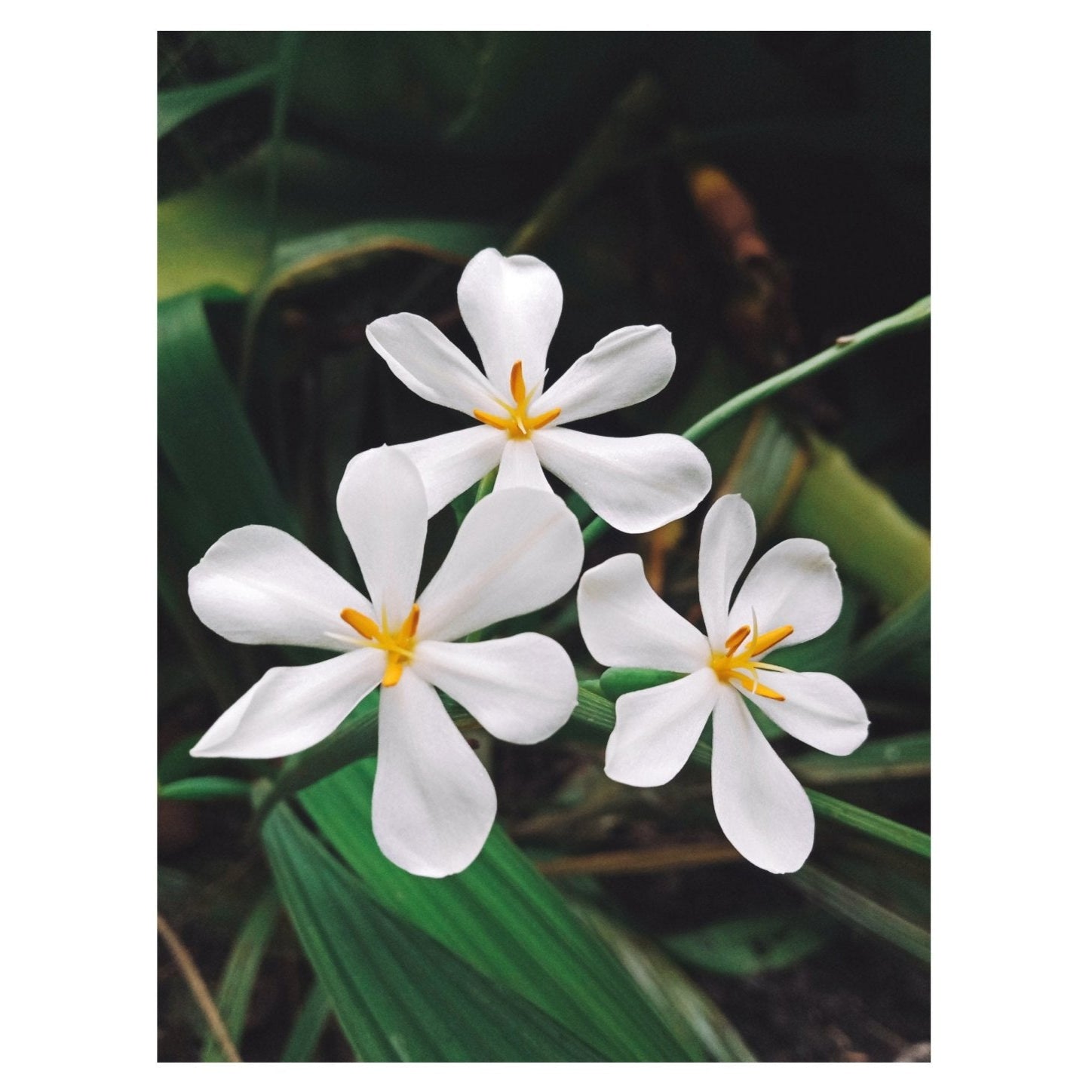 Kati Kaia Revive Natural Skincare Tonics