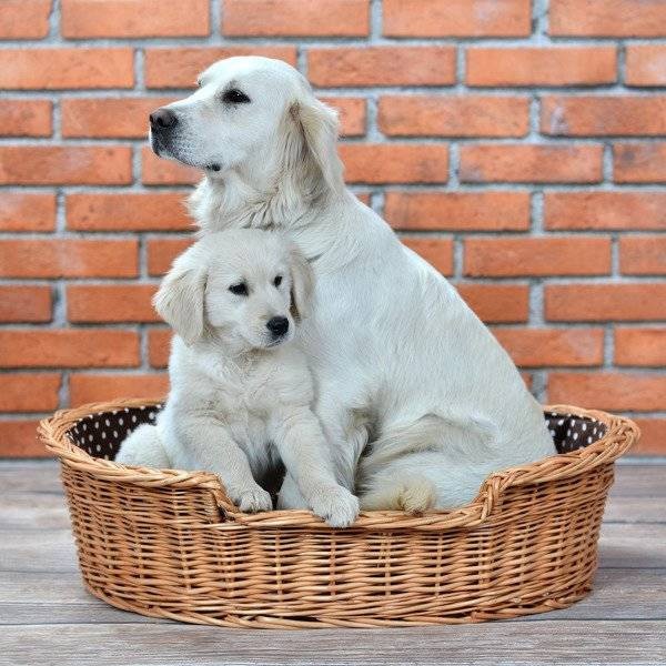 Esmira Natural Wicker Dog Bed With Polka Dot Cushion, 85x67 cm