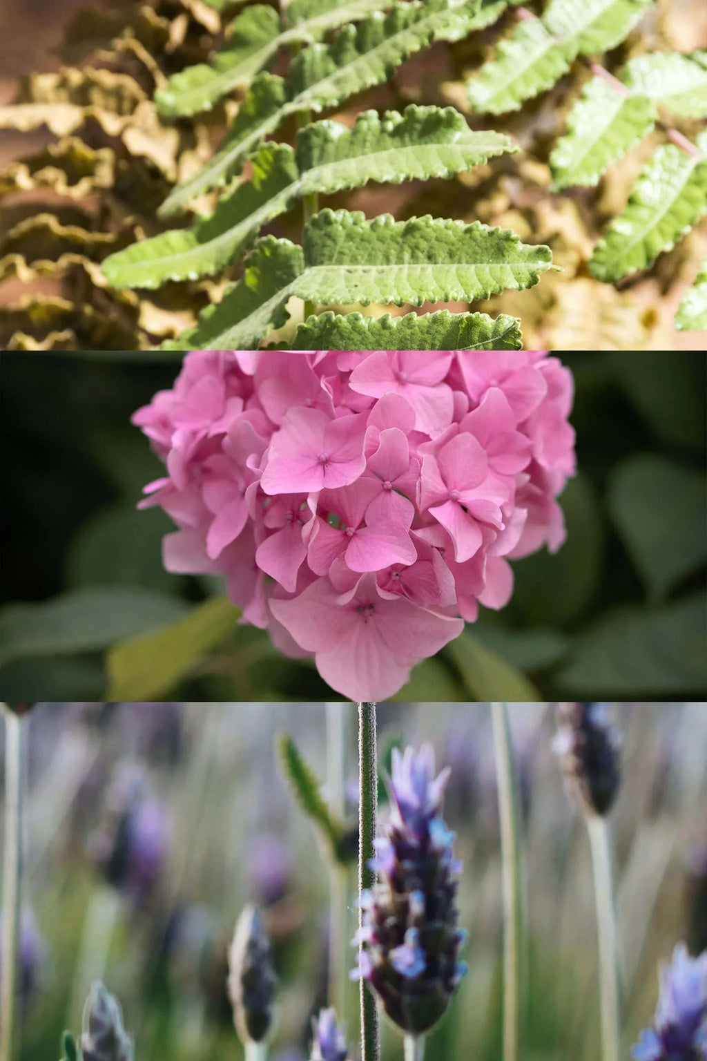 Keyring Diffuser & Rest Calm Organic Essential Oil 10ml