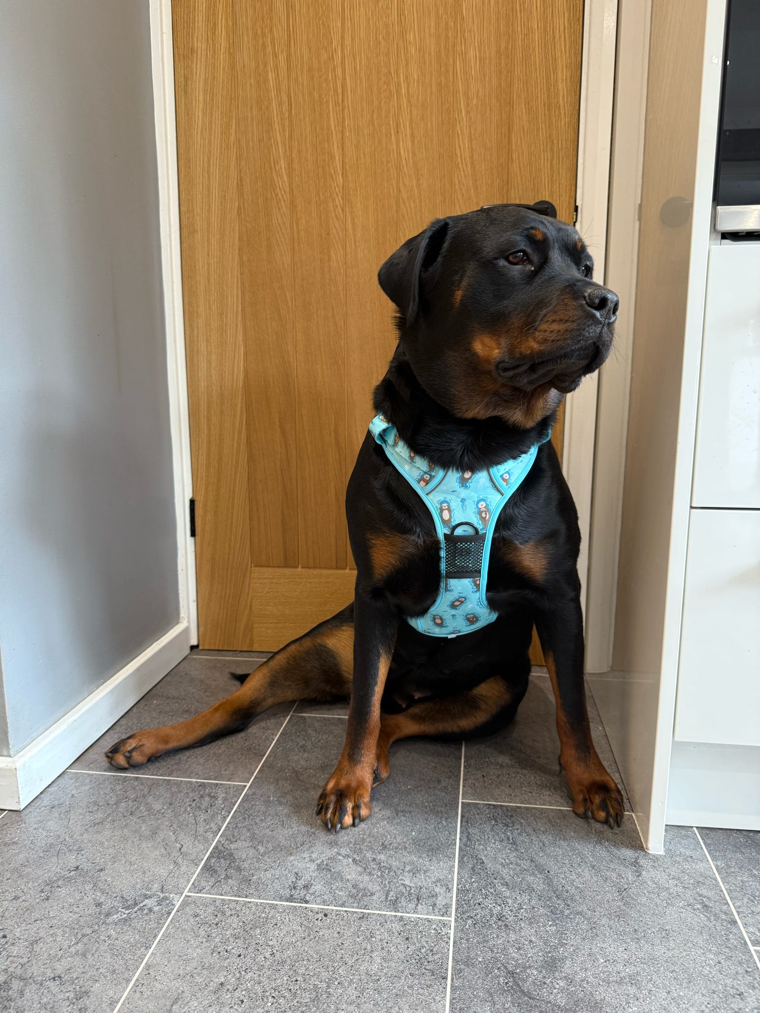 Otterly Lovely Tactical Dog Harness