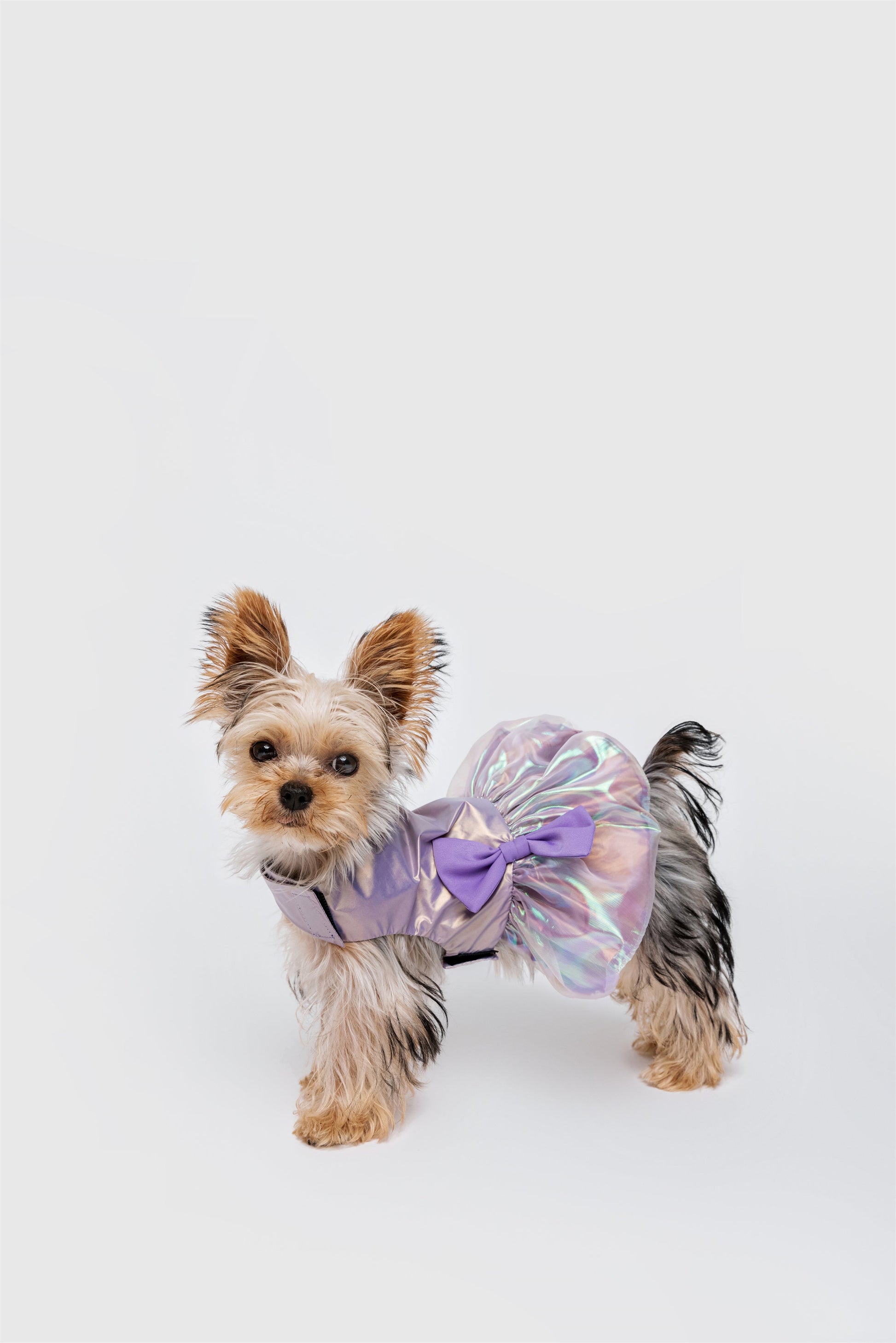 Bowknot Glossy Summer Dress