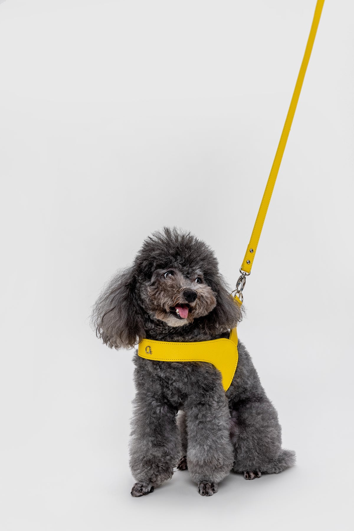 Leather Harness Set with Lead and Pocket