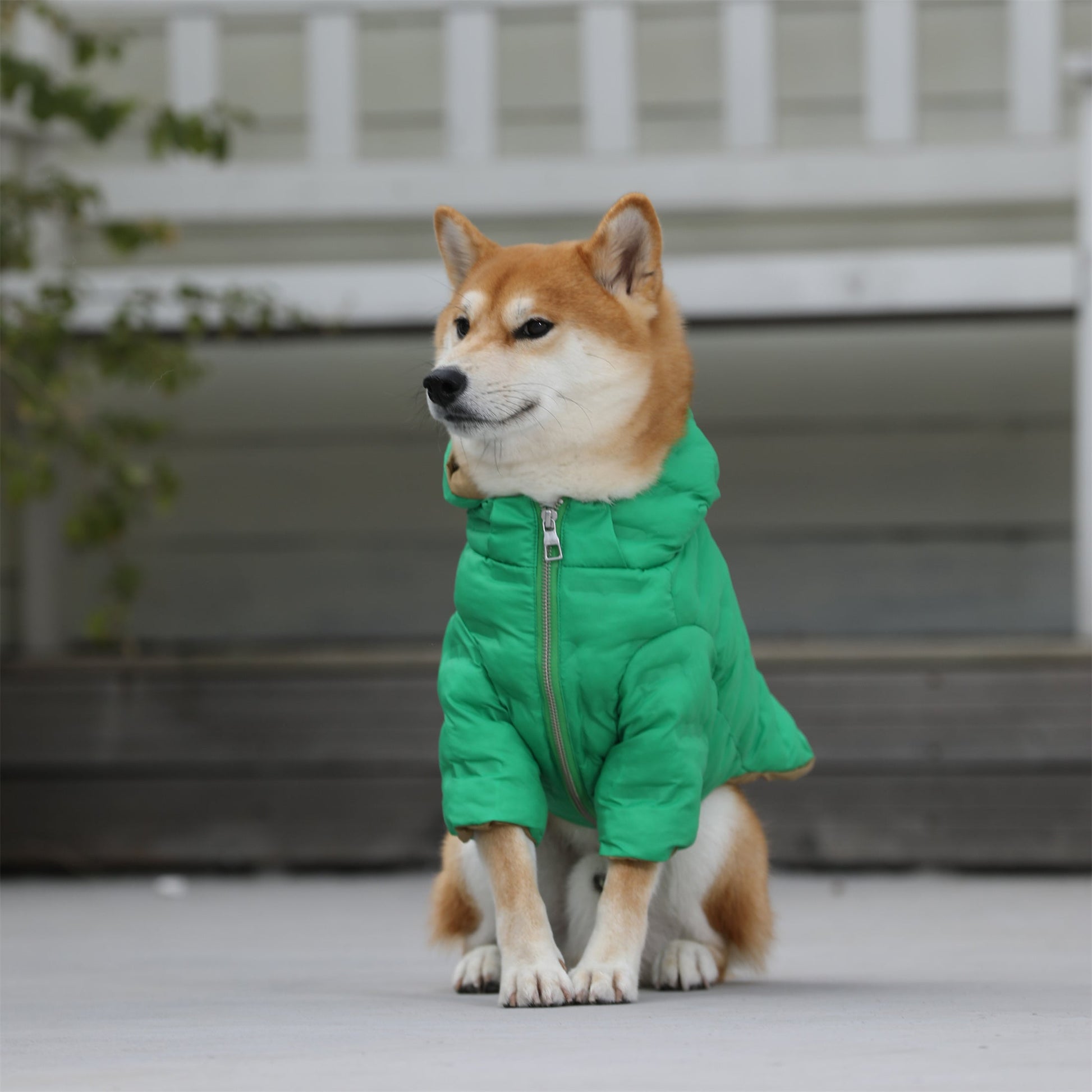 Zip Up Puffer Jacket with Hood