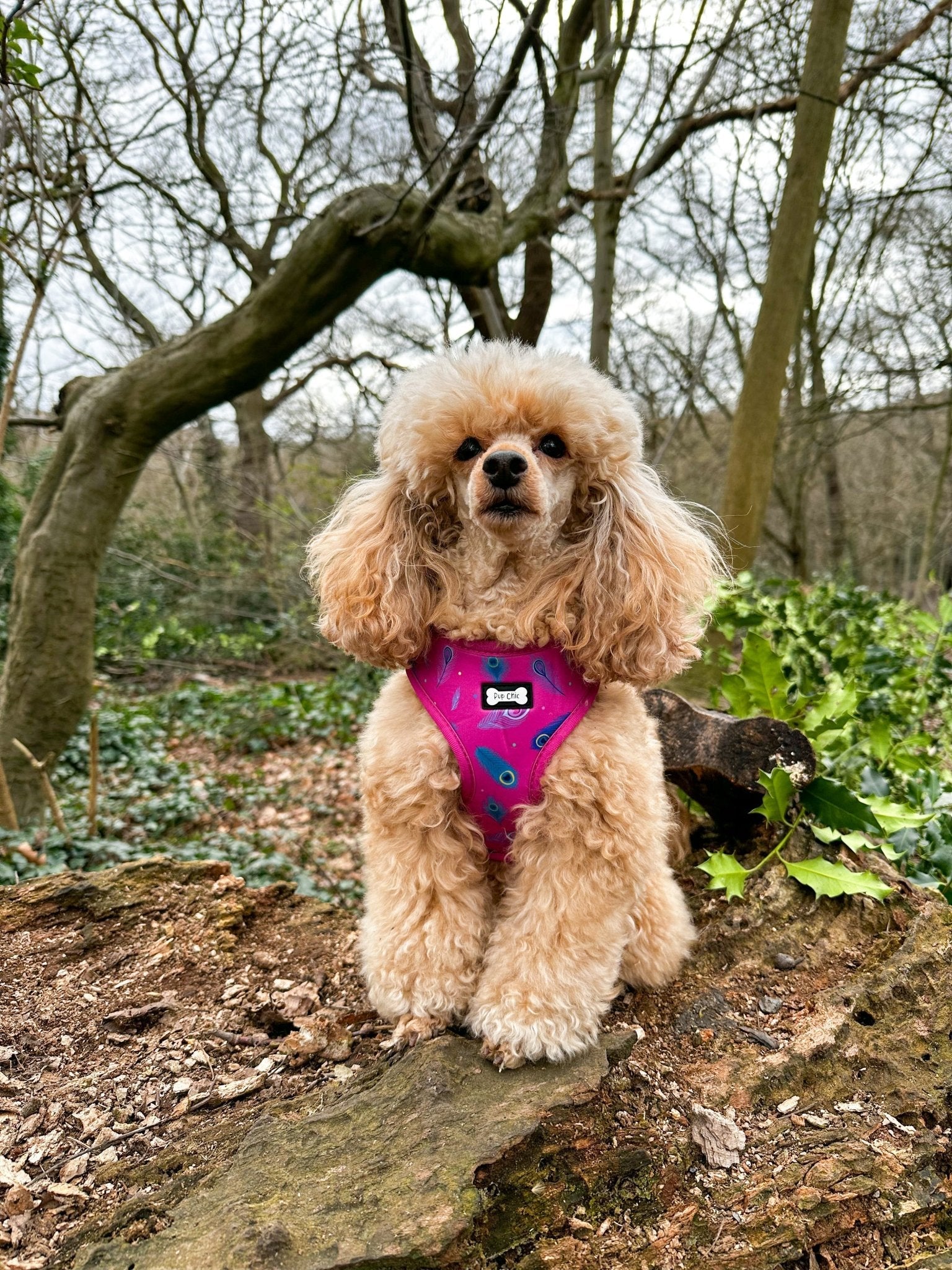 Hot Pink Peacock Feather Adjustable Dog Harness