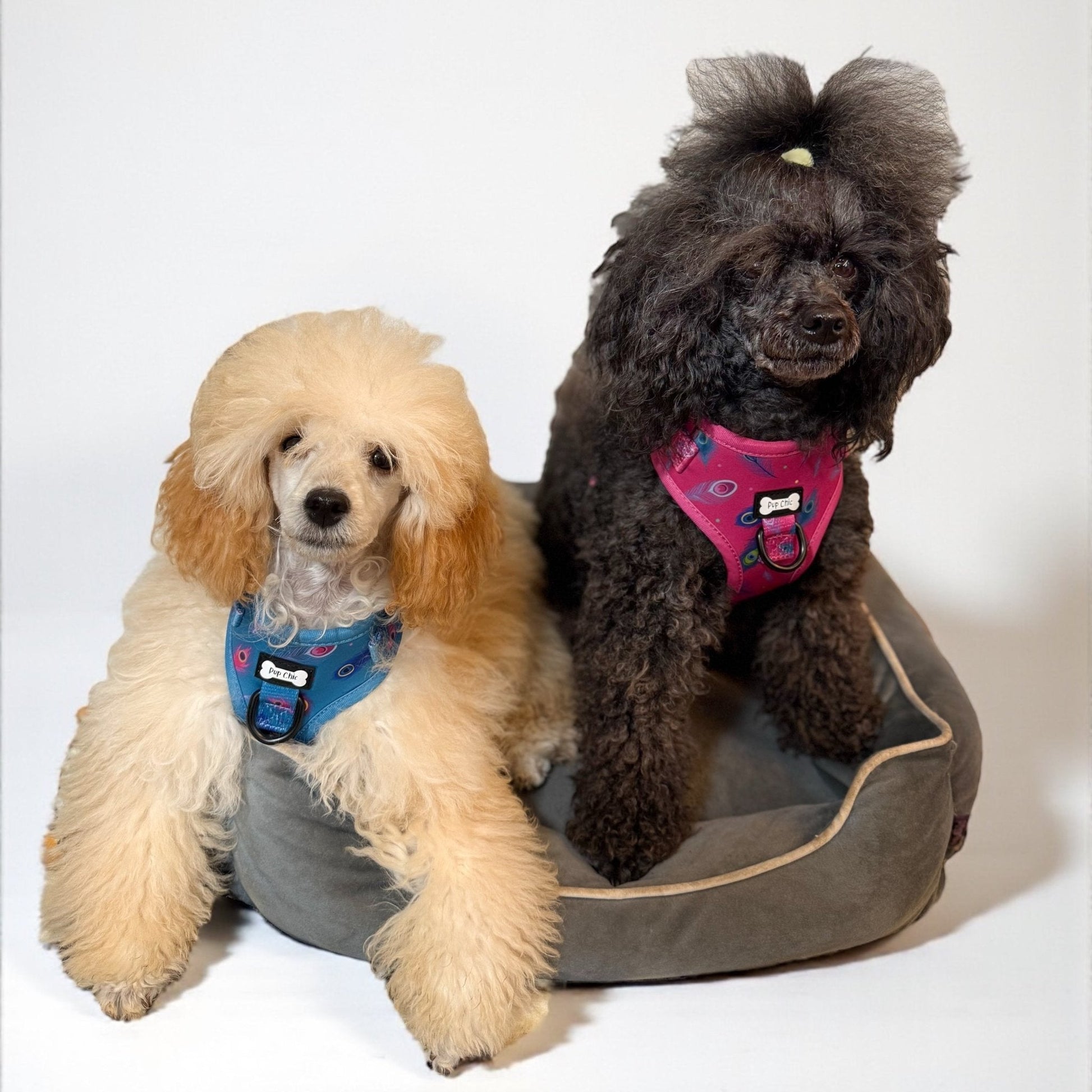 Power Peacock Step In Adjustable Small Dog Harness