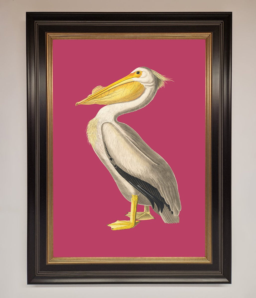 Pelican On Pink Framed Poster