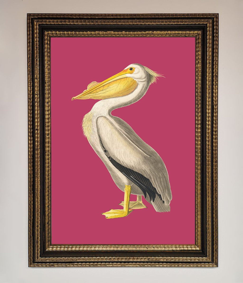 Pelican On Pink Framed Poster