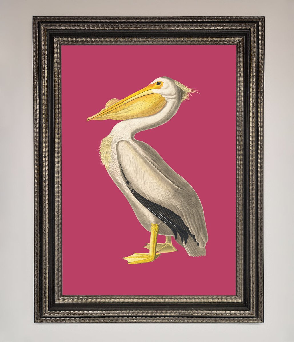 Pelican On Pink Framed Poster