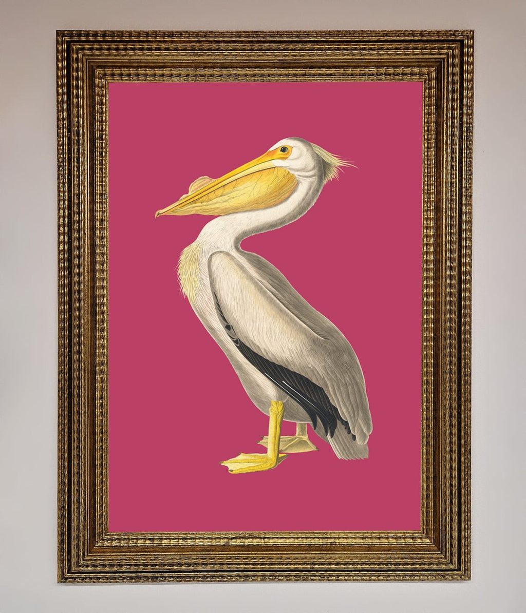 Pelican On Pink Framed Poster