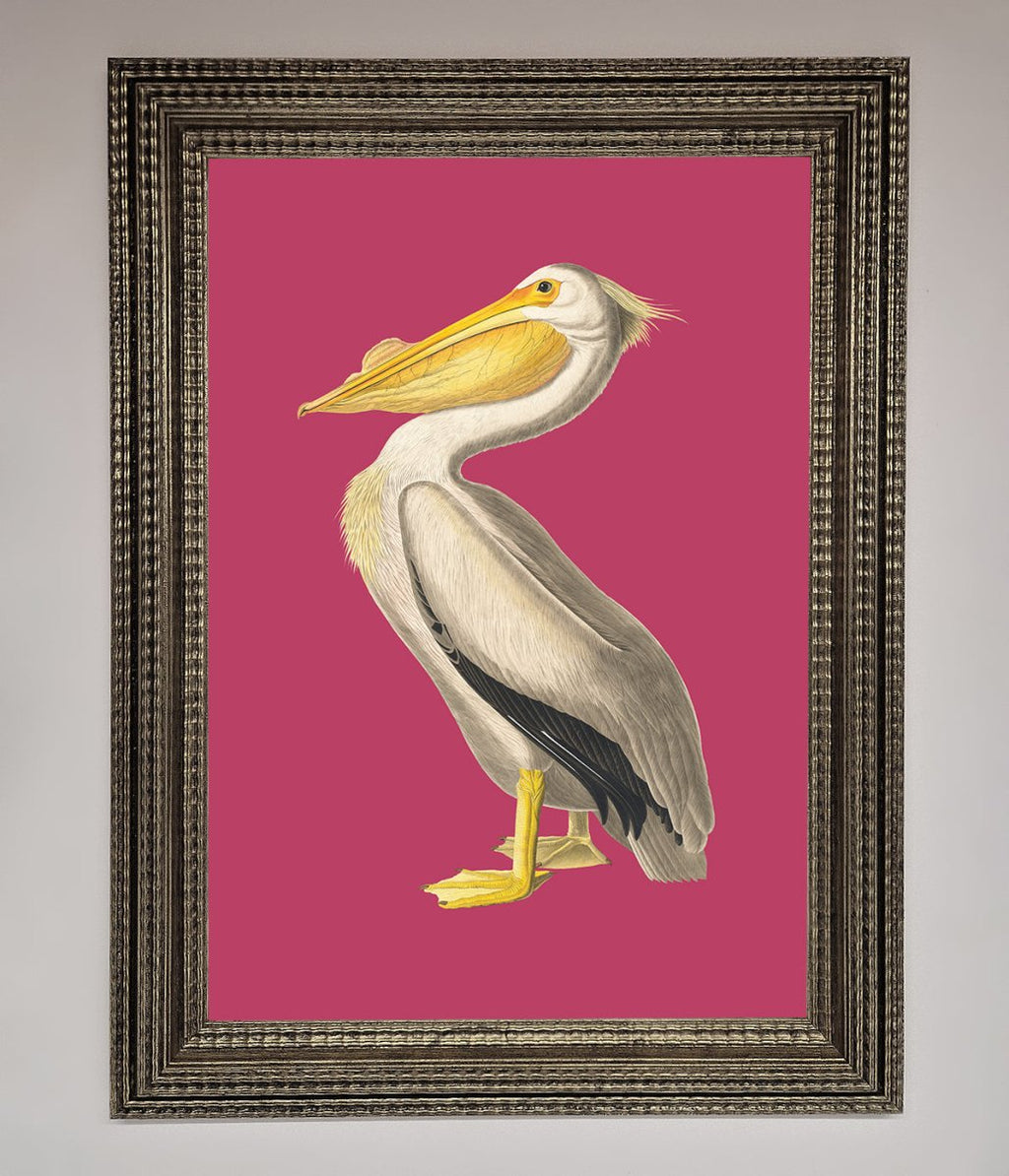 Pelican On Pink Framed Poster