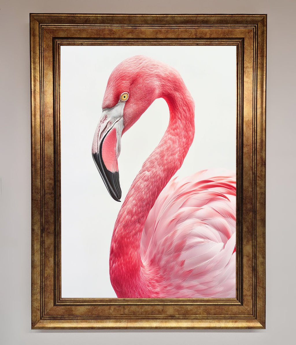 Pink Flamingo Stare Framed Print