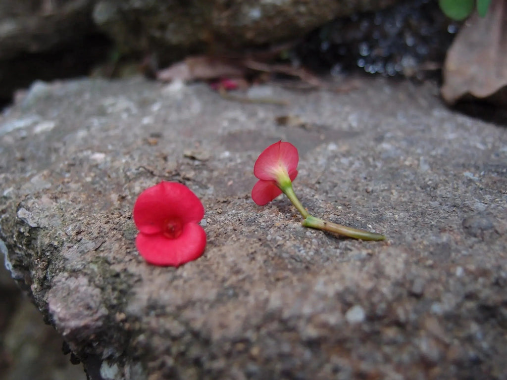 Poppy Teardrop Necklace in Sterling Silver with Real Flowers