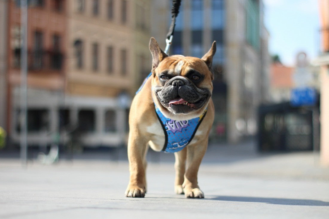 blue graffiti pattern dog harness with reflective trim in soft evening light