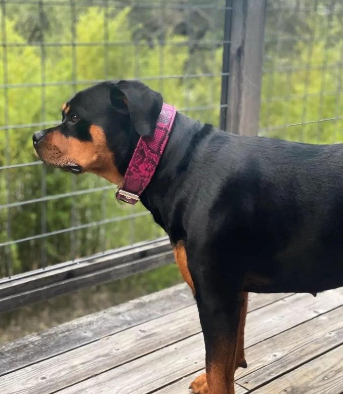 Rock Python Pink Leather Dog Collar