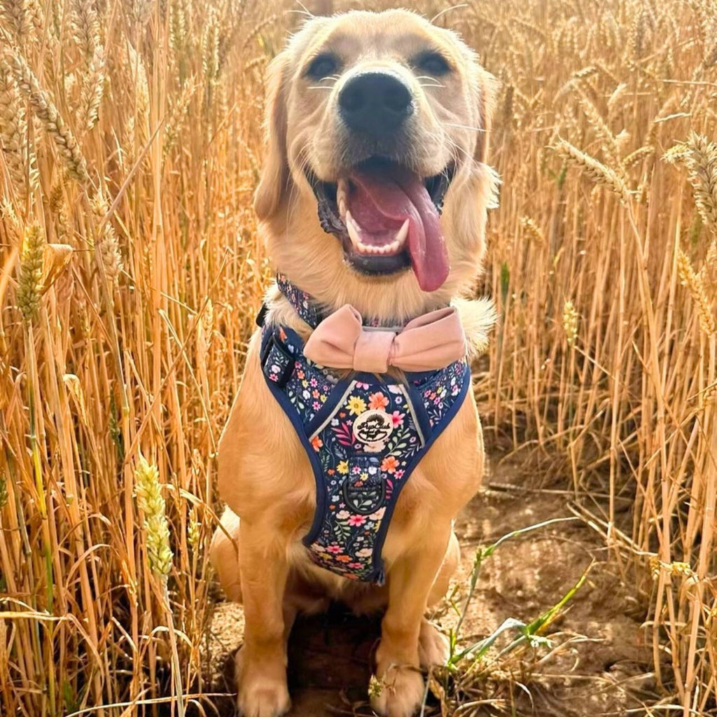 Rugged Rover™ Harness - Summer Meadow