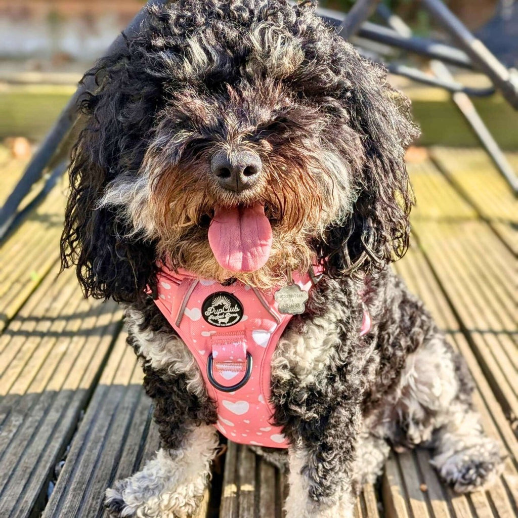 Rugged Rover™ Harness - Peachy Hearts