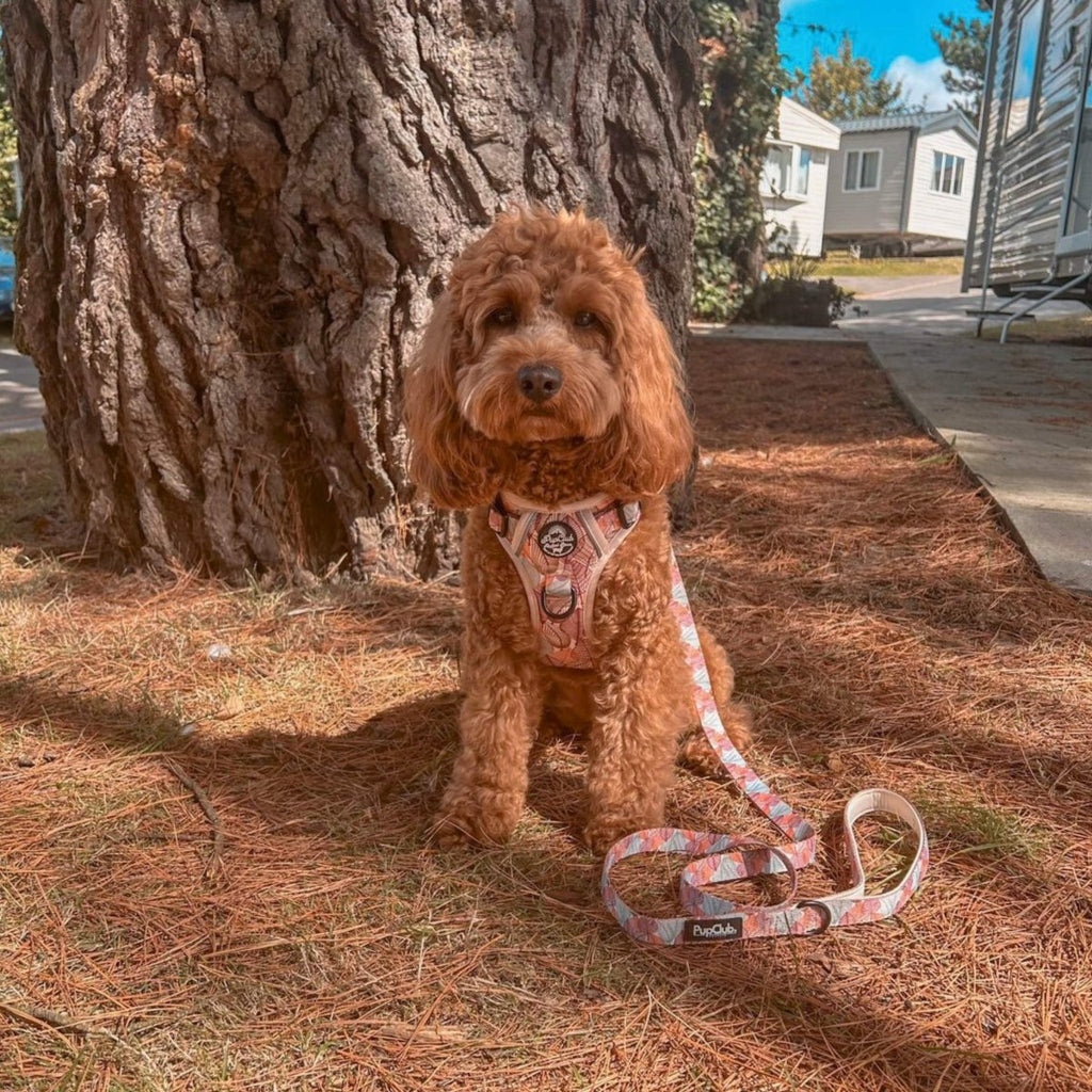 Rugged Rover™ Harness - Autumn Breeze