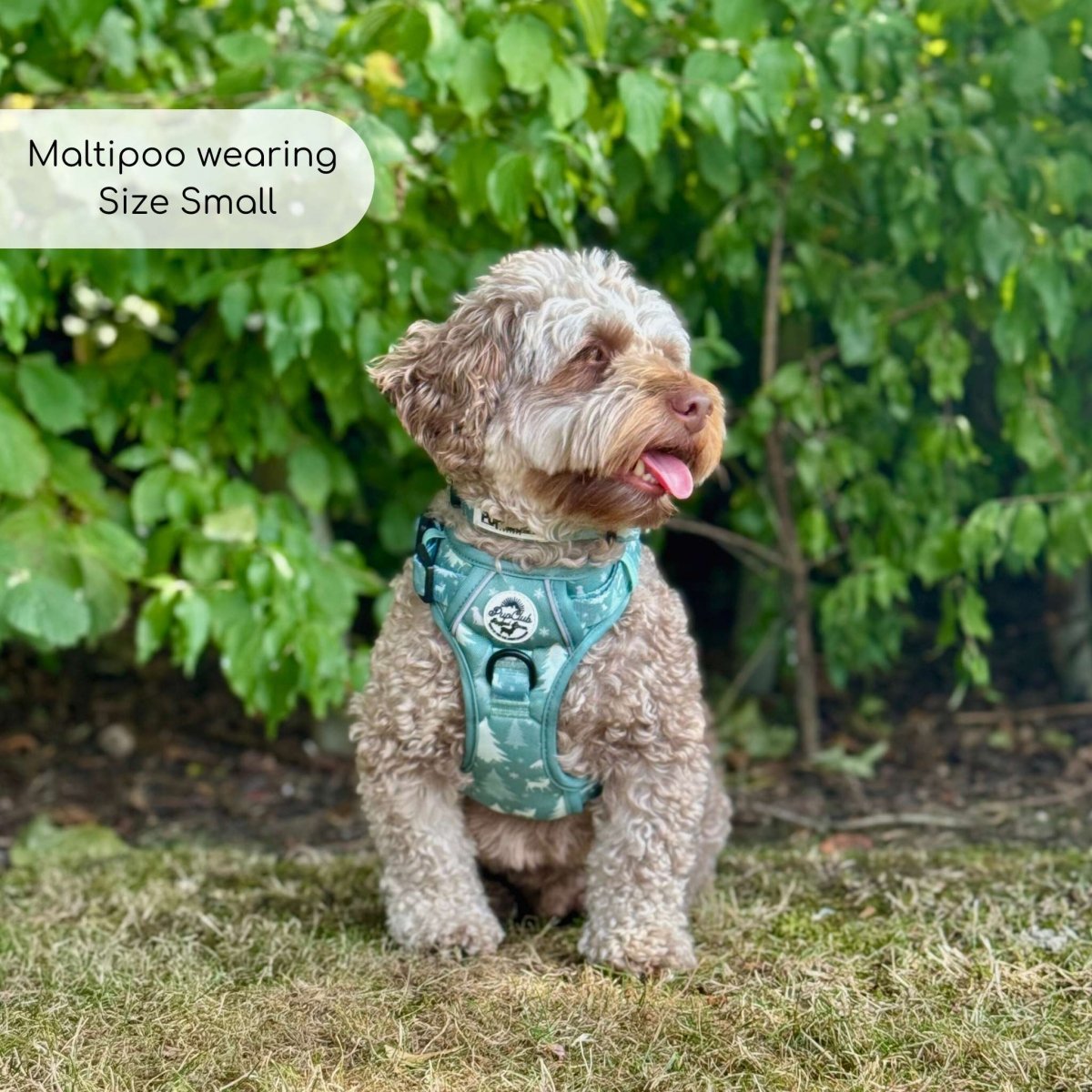 Rugged Rover™ Harness - Evergreen Trails