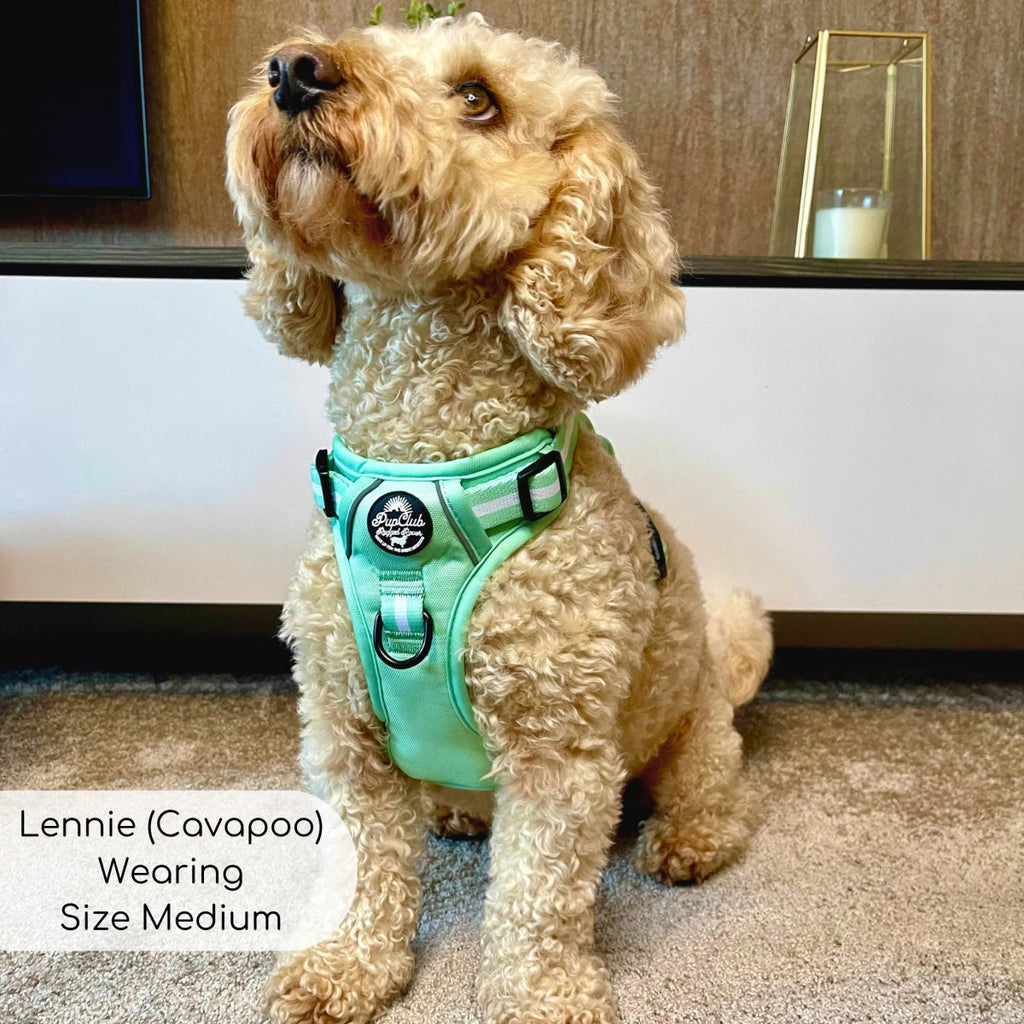 Rugged Rover™ Harness - Pastel Mint Green