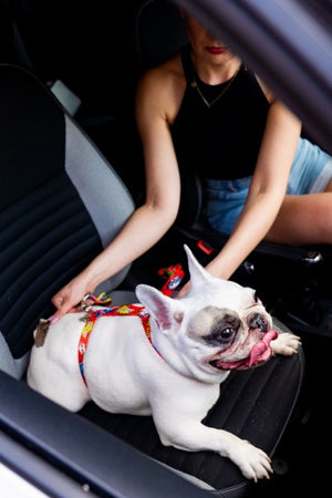 bold red graffiti dog car safety belt attached to a leash buckle in dramatic studio light