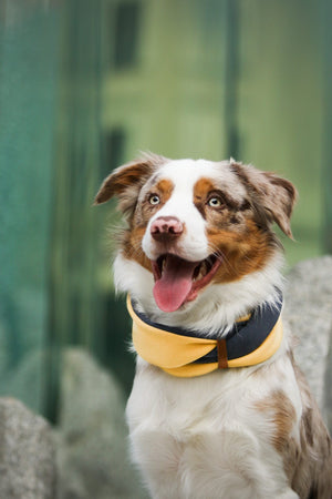 bold gold and iron simo neck warmer with a premium leather belt for stylish winter dogs