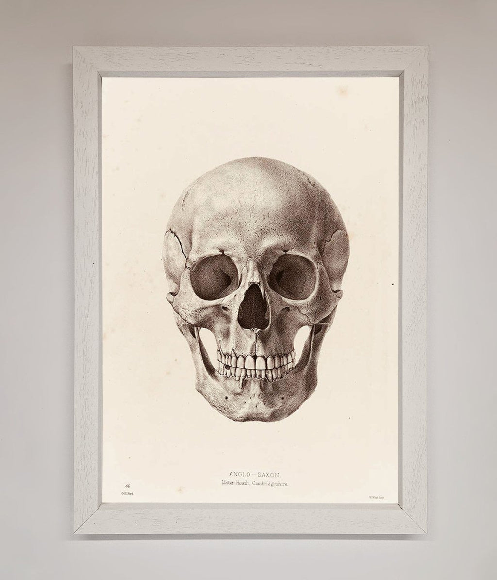 Skull Science Framed Poster
