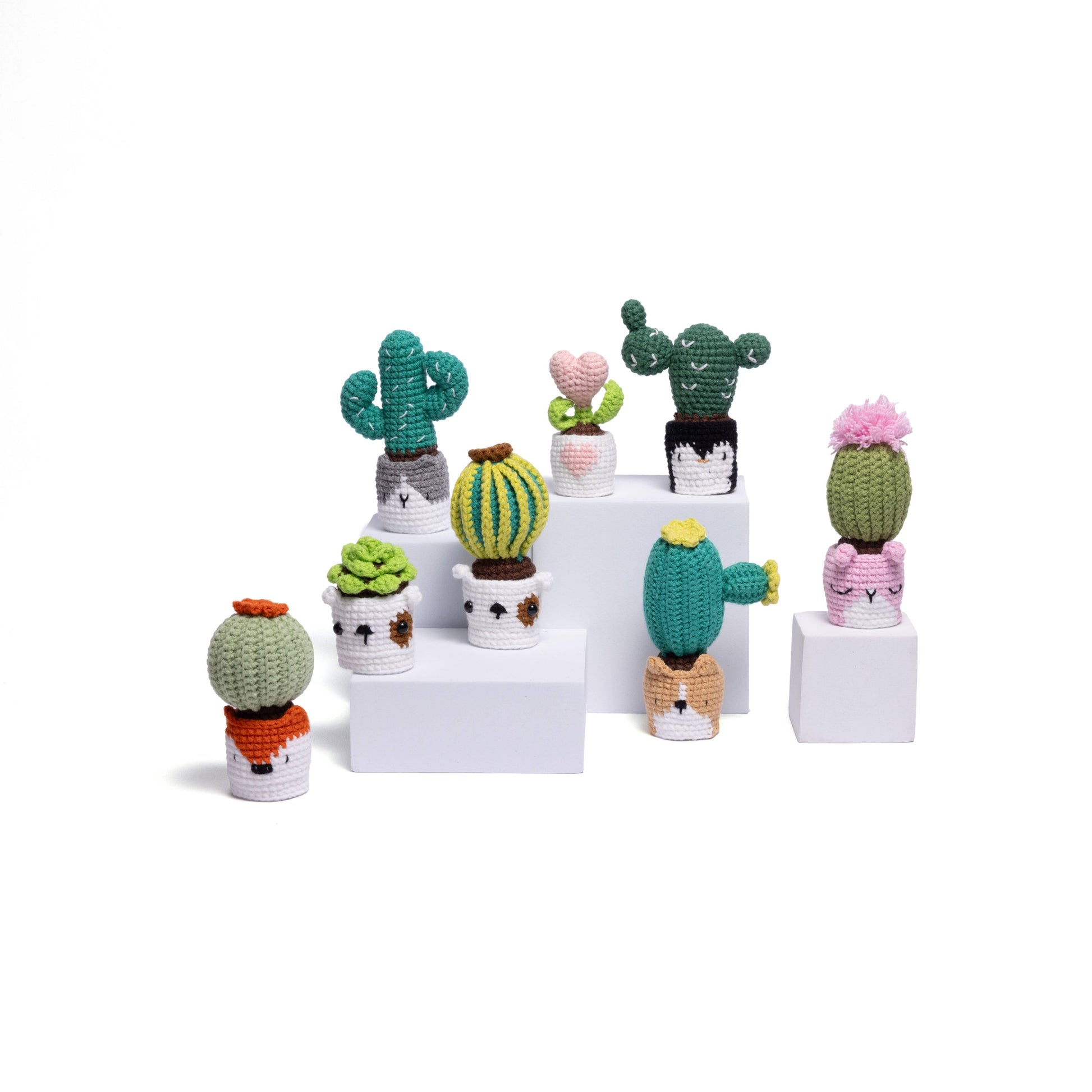 NEW members join Cactus Family!