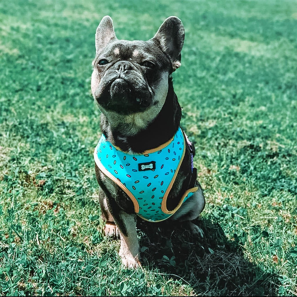 Reversible Sprinkles Dog Harness in Pink and Blue