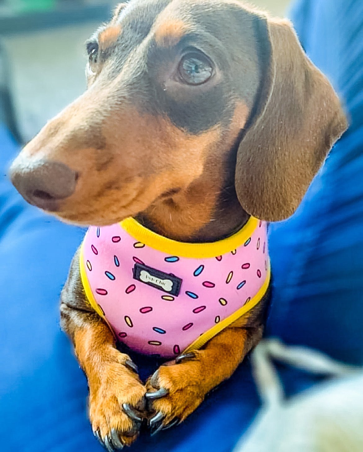 Reversible Sprinkles Dog Harness in Pink and Blue