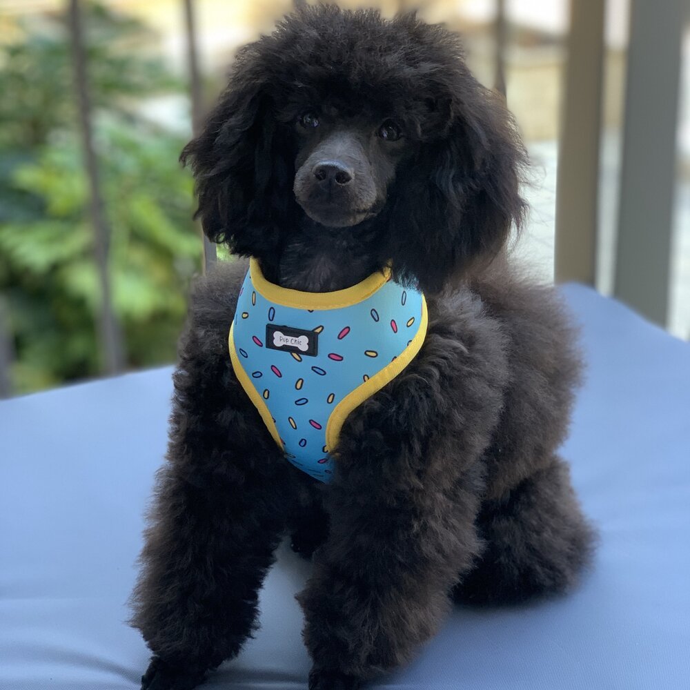 Reversible Sprinkles Dog Harness in Pink and Blue