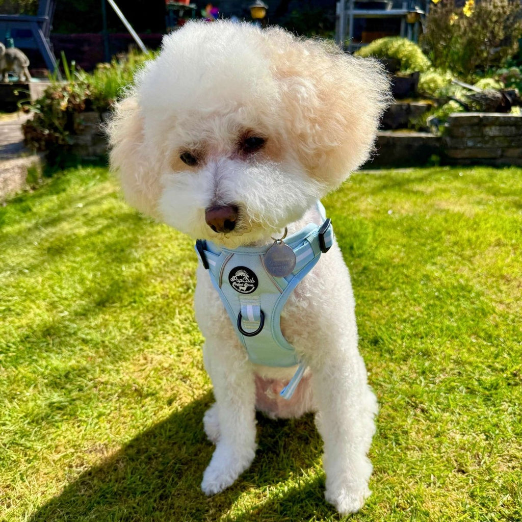 Rugged Rover™ Harness - Pastel Blue