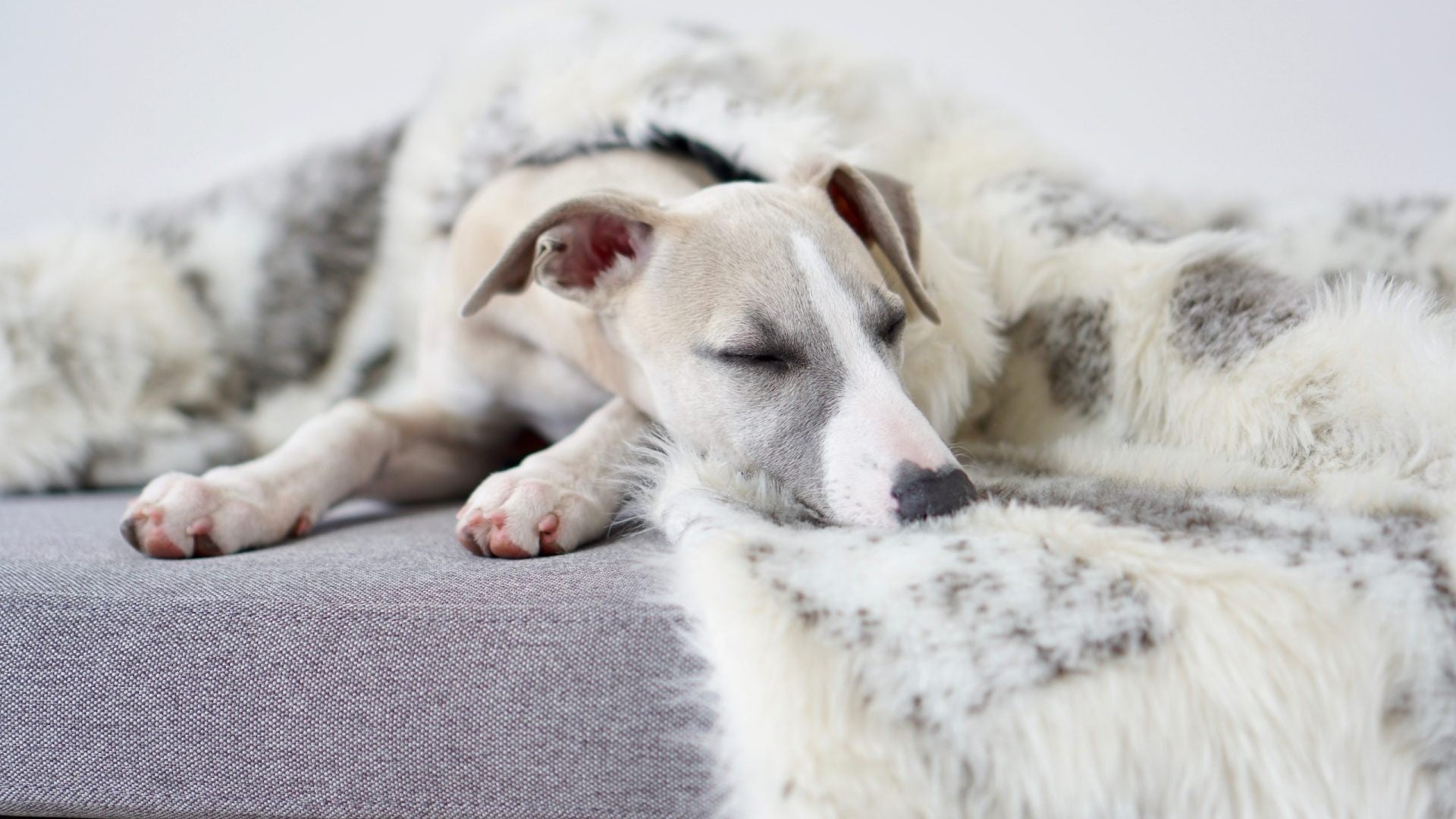 playful pup snuggled into the soft brown and white tosse blanket during a cozy nap