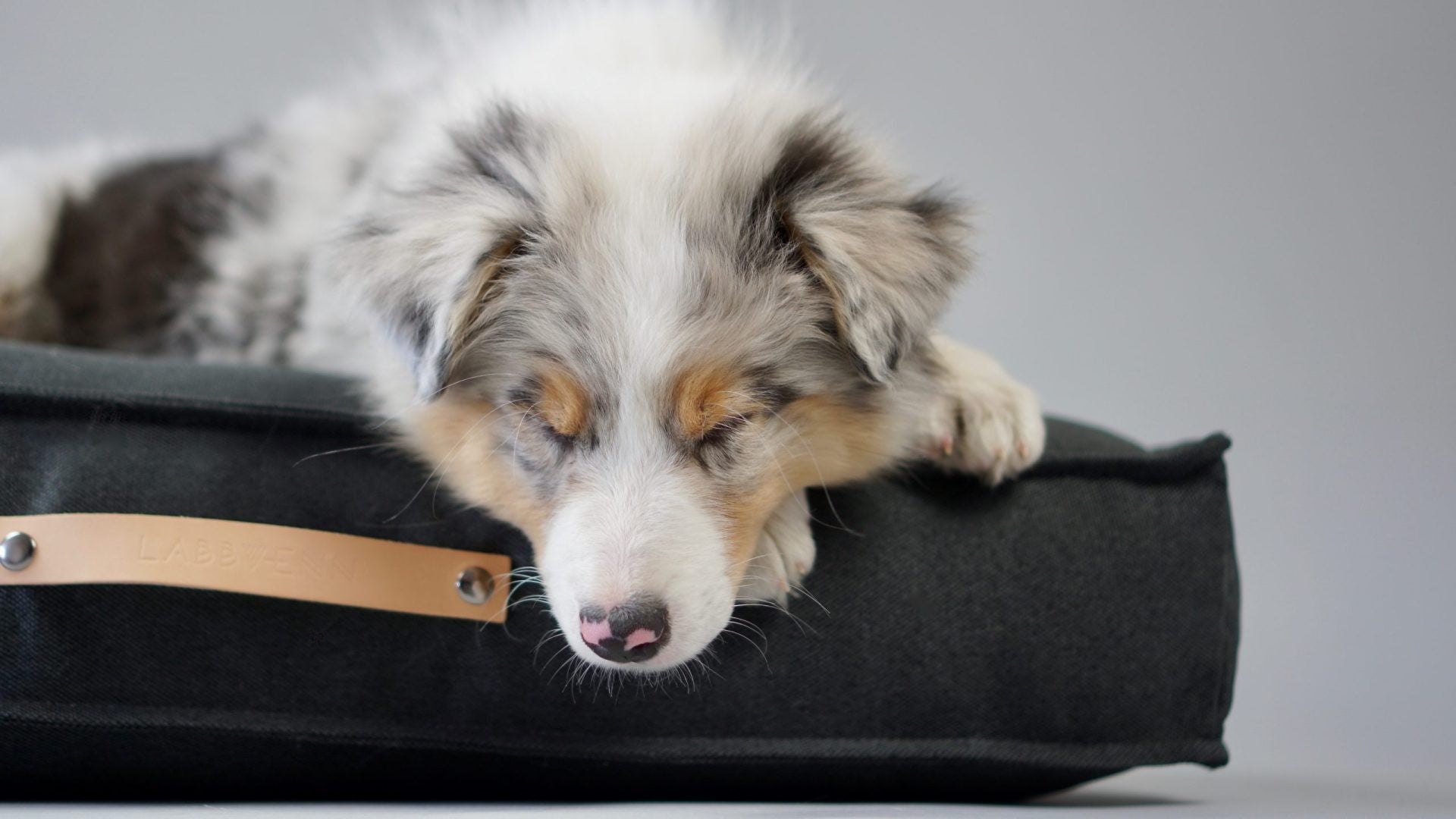 bold anthracite töve dog cushion in a modern minimalist living room setting