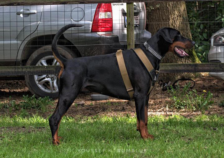 Heavy Duty Dog Sport Harness with GripPro Technology
