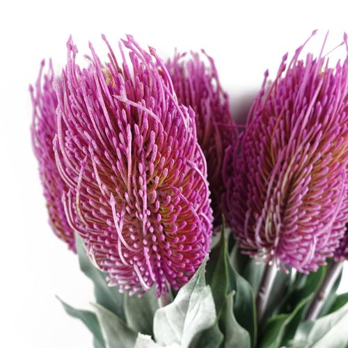 Pack of 6 Pink Banksia Flower Stems 75cm Artificial